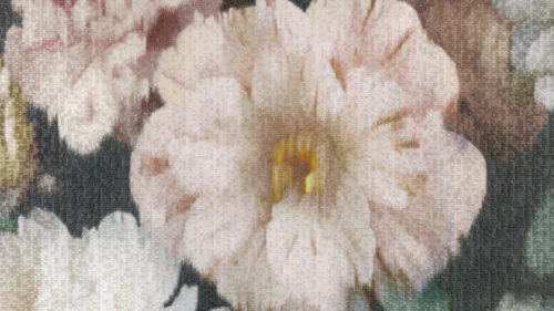 Herbaria  Malva W912-01